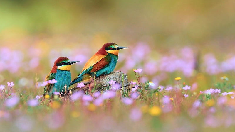 Two Green Red Yellow Birds With Sharp Nose Are Sitting On Tree Trunk In A Blur Flowers Background Animals, HD wallpaper