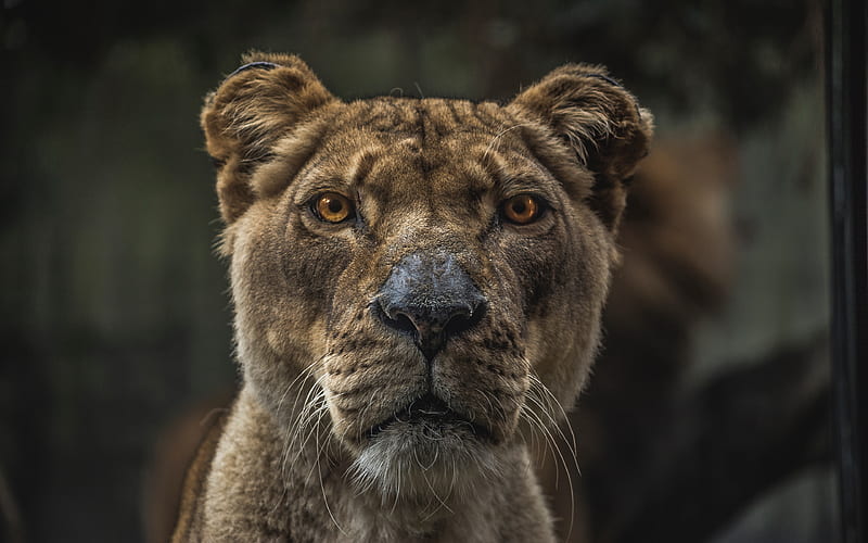 lioness muzzle, wildlife, predator, Africa, lions, HD wallpaper