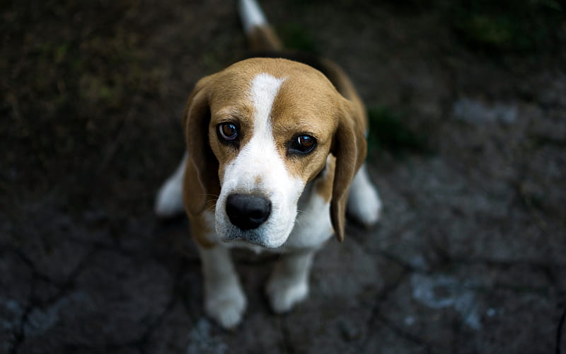 beagle, dog, pets, cute animals, HD wallpaper