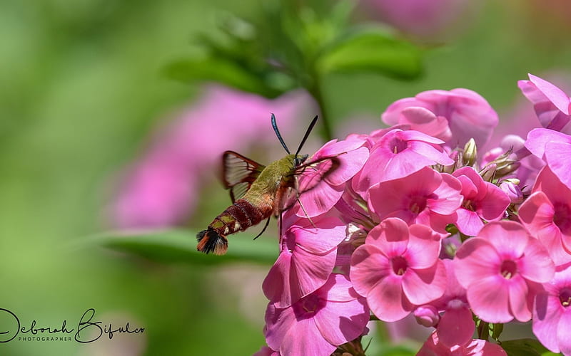 Bumble-bee, flower, insect, pink, green, HD wallpaper