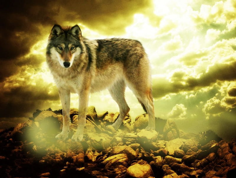 Mystic Wolf, predator, wildlife, wolves, artwork, HD wallpaper | Peakpx