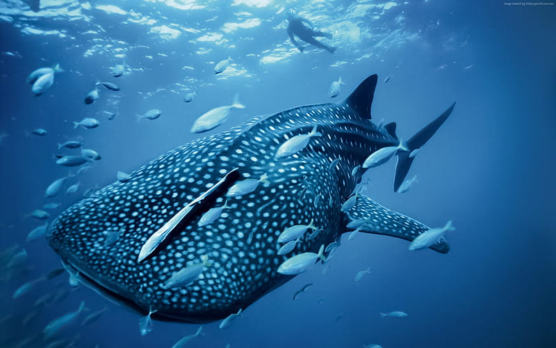 Whale shark palau philippines-Marine life, HD wallpaper