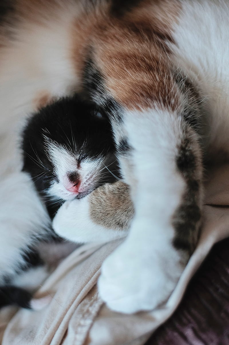 kitten, muzzle, cute, small, cub, HD phone wallpaper