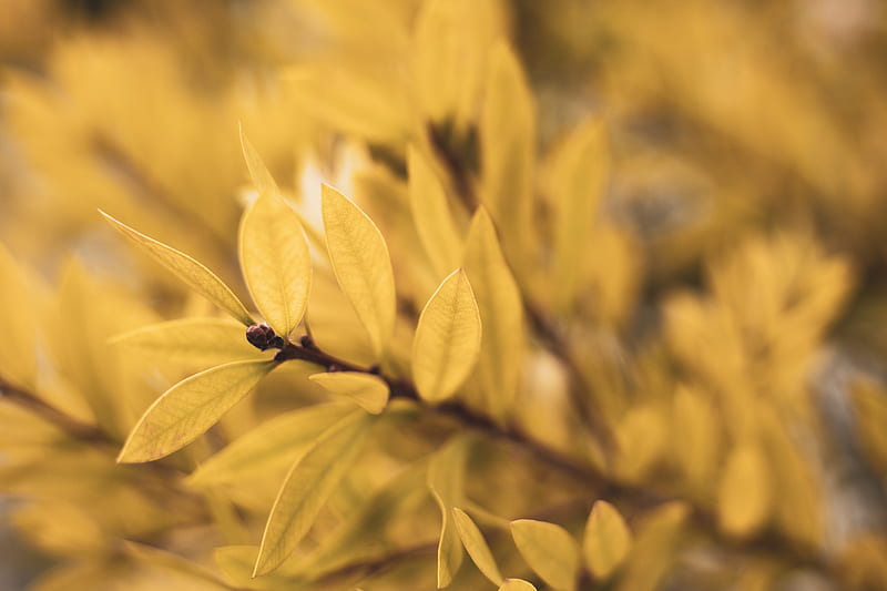 leaves, branch, blur, plant, HD wallpaper