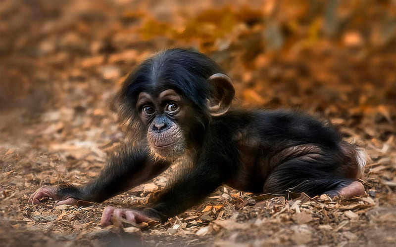 chimpanzee, monkey, cub, cute animals, HD wallpaper