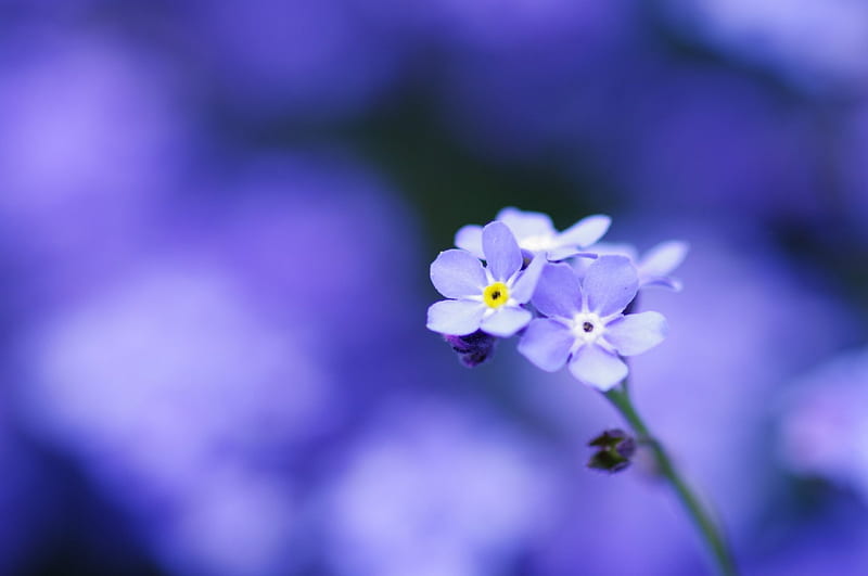 Flower, blue, macro, leaf, HD wallpaper | Peakpx