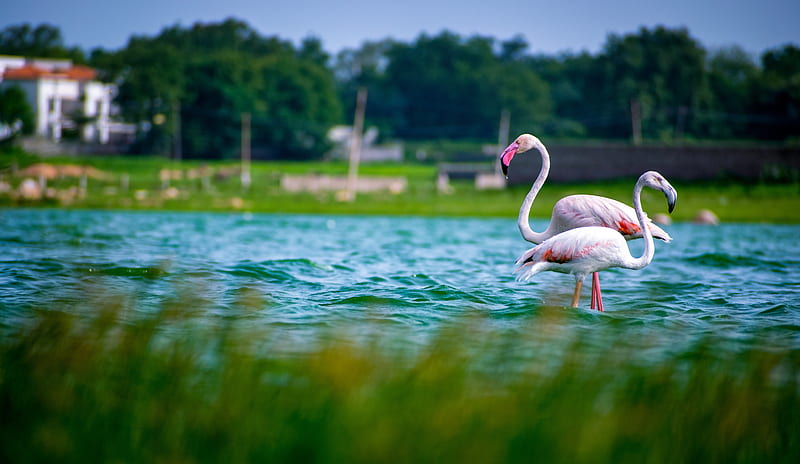 Greater Flamingo, birds, dom, lake, water, HD wallpaper