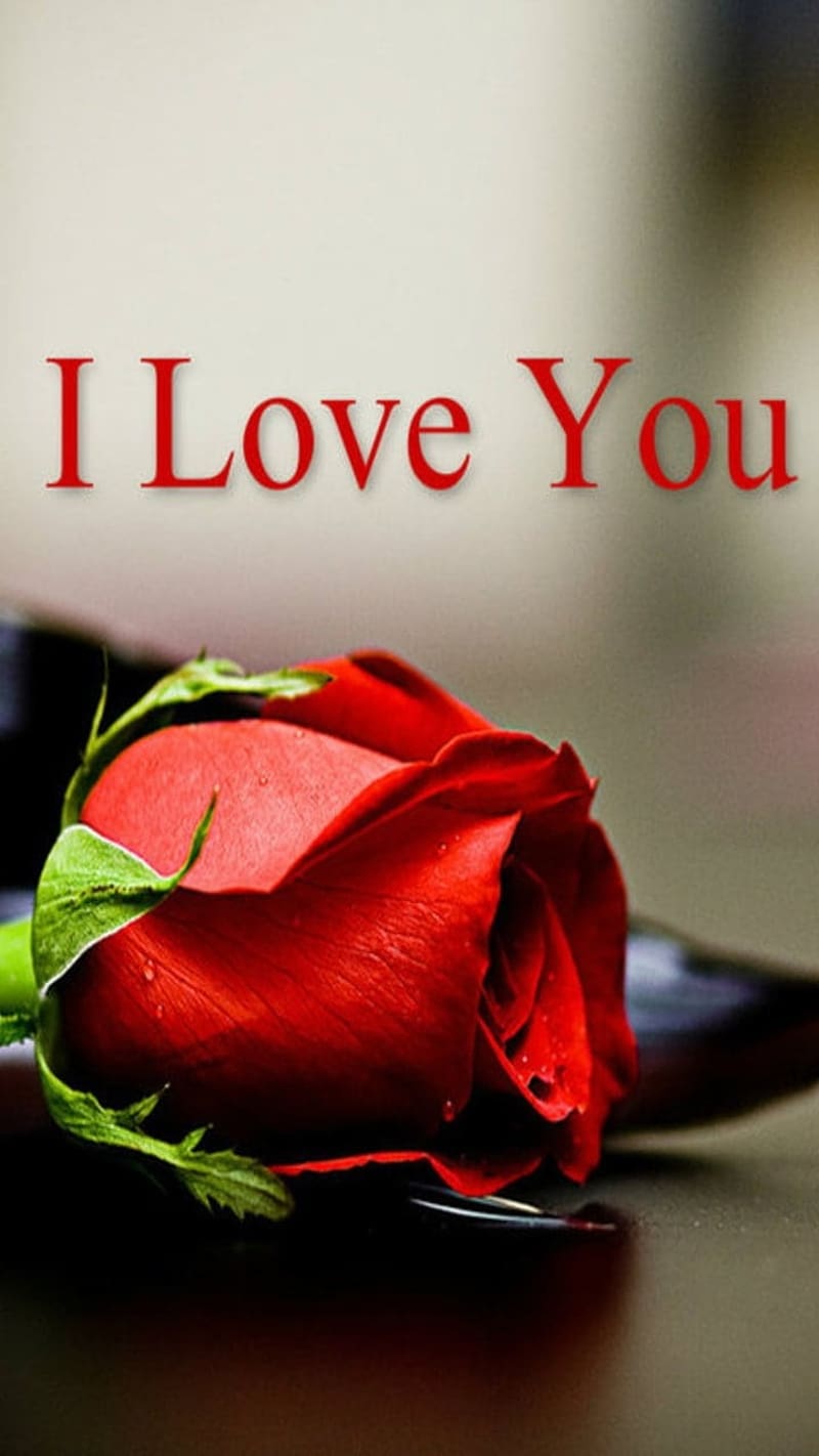 I Love U With Red Rose, i love u, red rose, flower, love, HD phone ...
