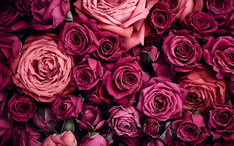 Roses, vara, rose, flower, summer, skin, carpet, pink, trandafir, HD ...