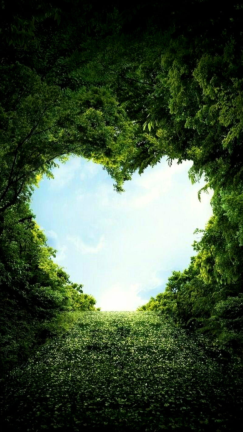 Heart shape leaves, green, love, nature, HD phone wallpaper