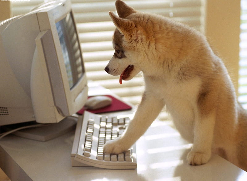 I Can Help, computer, cute, tongue, dog, HD wallpaper
