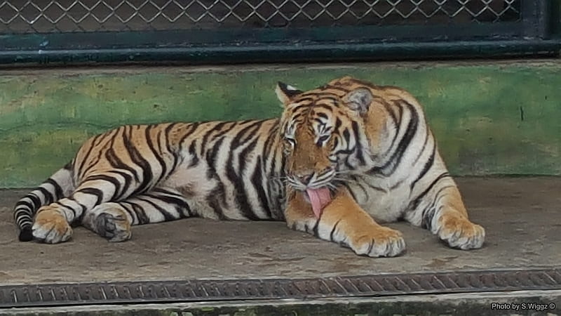Inside the Tigers Den, Phuket, Thailand, Tiger, Wild, Thailand, Phuket, Animal, HD wallpaper