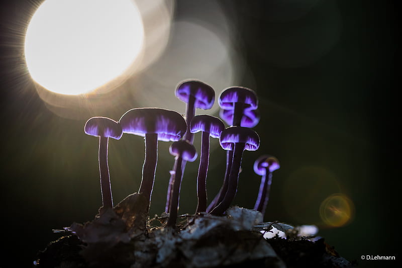 Mushrooms Purple Glowing , mushroom, nature, graphy, HD wallpaper