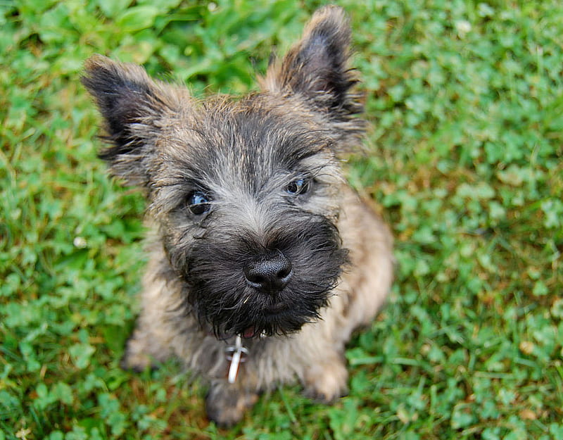 Can I Have A Treat?, puppies, cairn terrier, treats, animals, dogs, HD wallpaper
