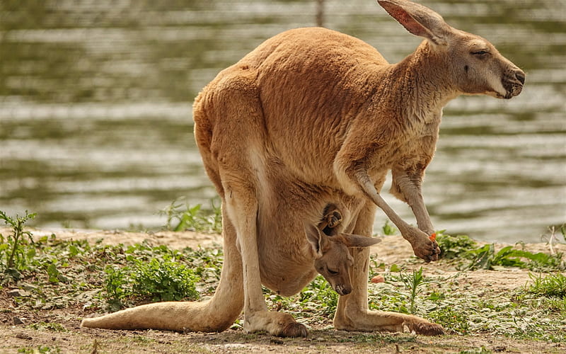 kangaroo, bag, small kangaroo, Australia, wildlife, HD wallpaper