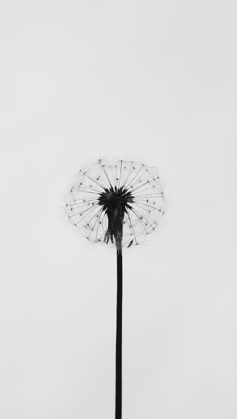 Dandy Dandelion, clean, flower light, nature, simple, white, HD phone wallpaper