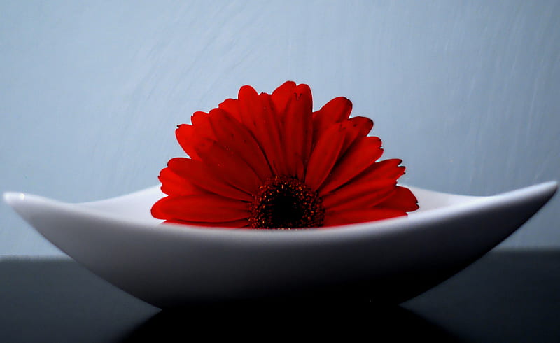 red gerbera, red, decoration, flower, gerbera, desenho, color, single, bonito, HD wallpaper