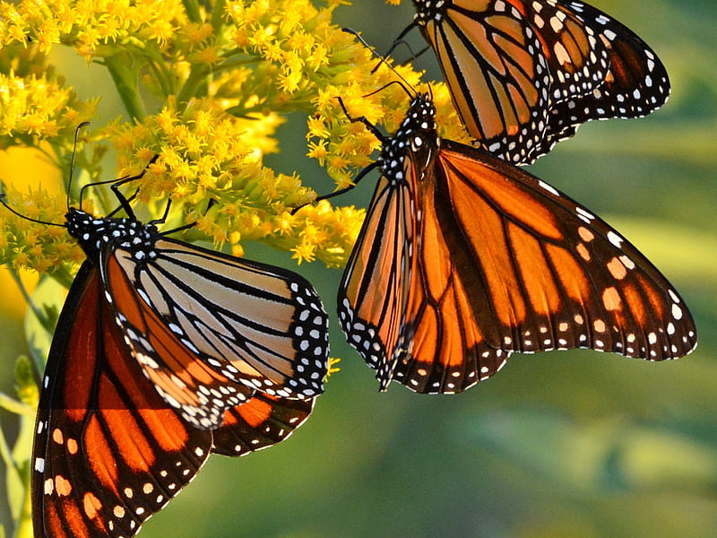 Monarch Butterflies, wings, flowers, butterflies, insects, animal, HD wallpaper