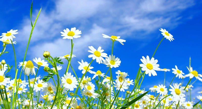 Camomile background, pretty, lovely, background, bonito, spring, camomile, sky, freshness, daisies, summer, field, meadow, HD wallpaper