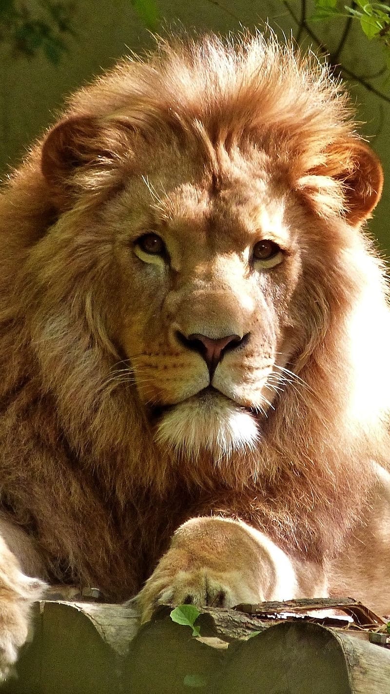 Tiger Lion Sitting On Wood, tiger lion, sitting, wood, king, wild, animal, HD phone wallpaper