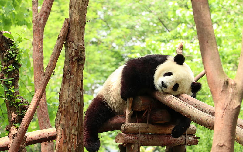 tired panda, cute bears, pandas, sleeping panda, tired concepts, wildlife, wild animals, HD wallpaper