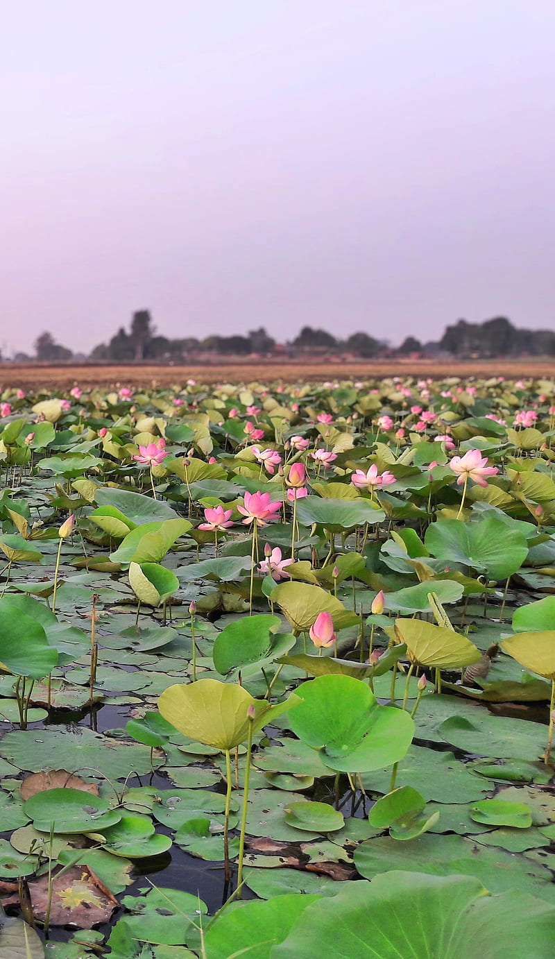 Lotus flower, flowers, green leaves, india, outdoor, pink lotus, scenes, HD phone wallpaper