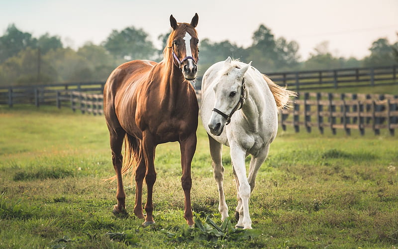 horse, field, white horse, brown horse, farm, HD wallpaper