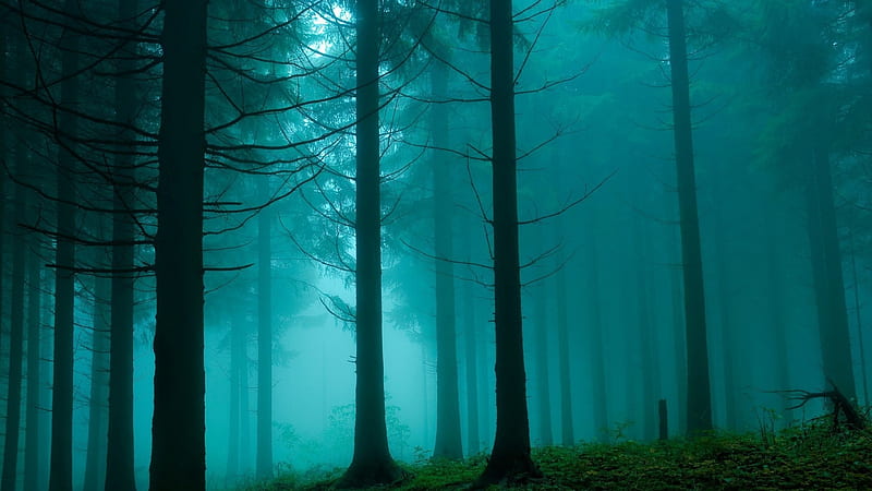 Fog in the dense gloomy forest, HD wallpaper