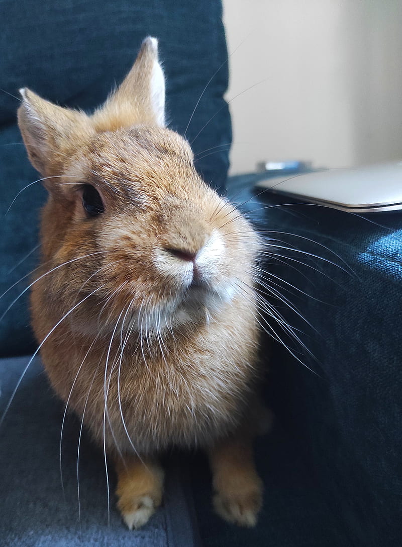 Funny Bunny 2, animal, conejo, gracioso, guapo, handsome, pets, rabbit, HD phone wallpaper