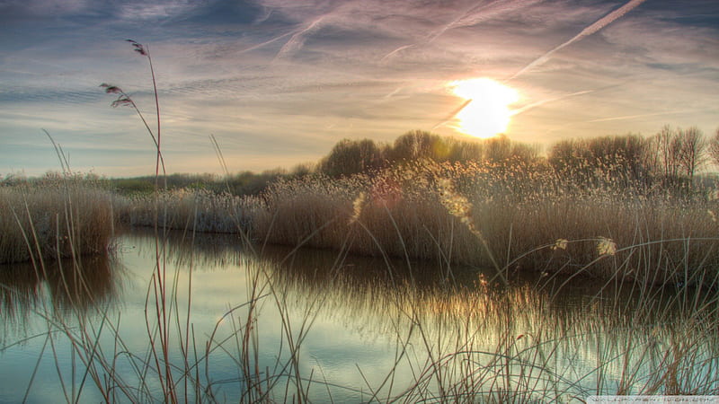 sunset on a marsh in bieslandse netherlands r, cattails, weeds, r, sunset, marsh, HD wallpaper