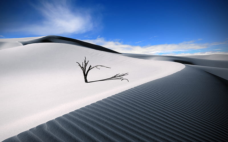 The Lonesome Dune, dead, desert, plant, sky, clouds, sand, nature, white, blue, HD wallpaper