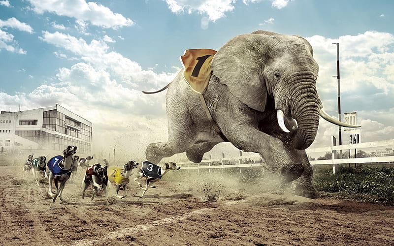 dogs racing an elephant, track, race, elephant, dog, HD wallpaper