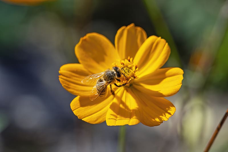bee, flower, pollen, macro, yellow, HD wallpaper