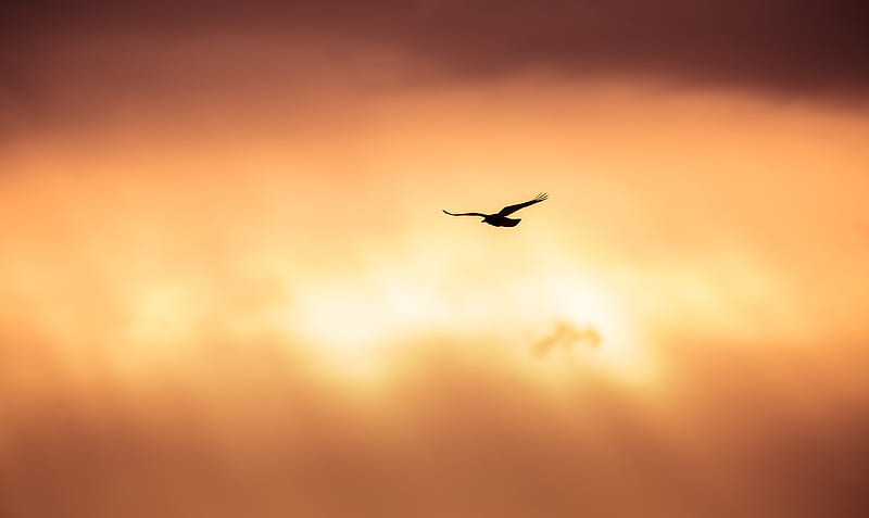 Crow, background, birds, flight, flying, sky, sunset, HD wallpaper | Peakpx
