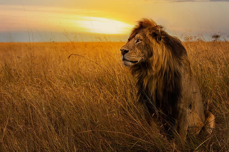 Big Lion, lion, animals, HD wallpaper