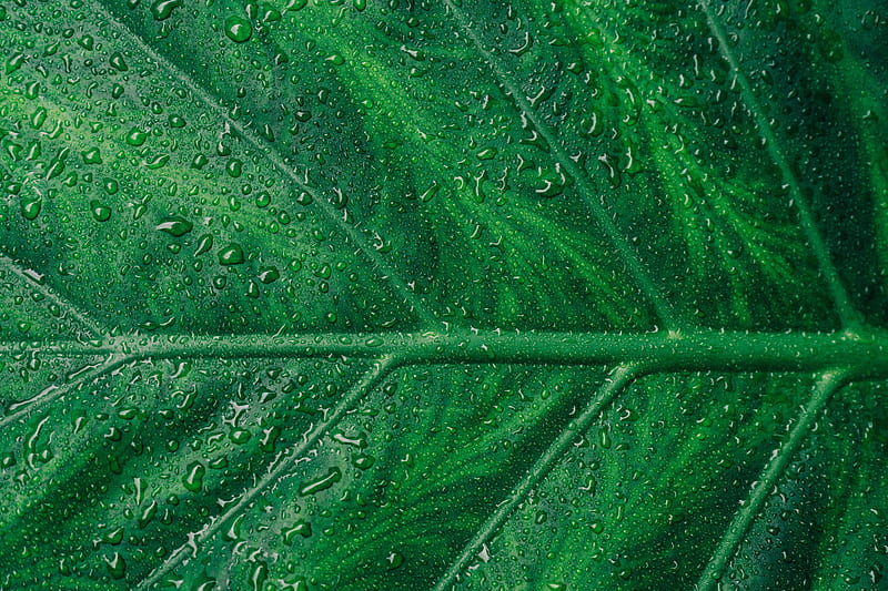 Droplets On Green Leaf Macro , leaf, macro, drops, water, macro, HD wallpaper