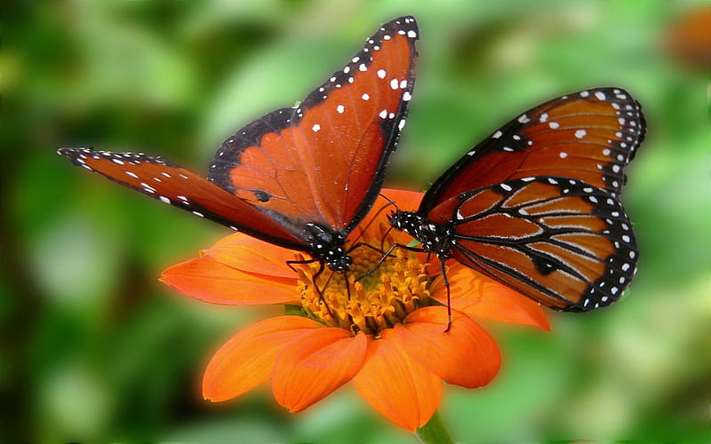 Two on a Flower, wings, dots, orange, black, butterflies, monarch, center, daylight, two, flower, day, nature, petals, stem, animals, HD wallpaper
