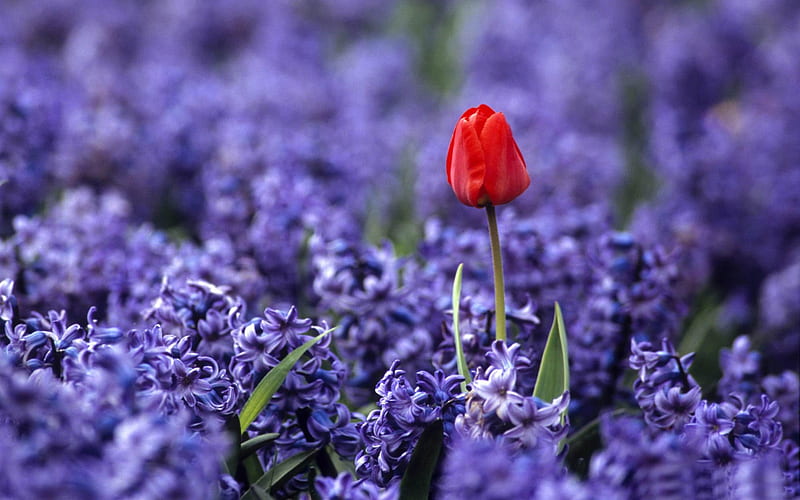 red tulip and hyacinths-beautiful flowers, HD wallpaper