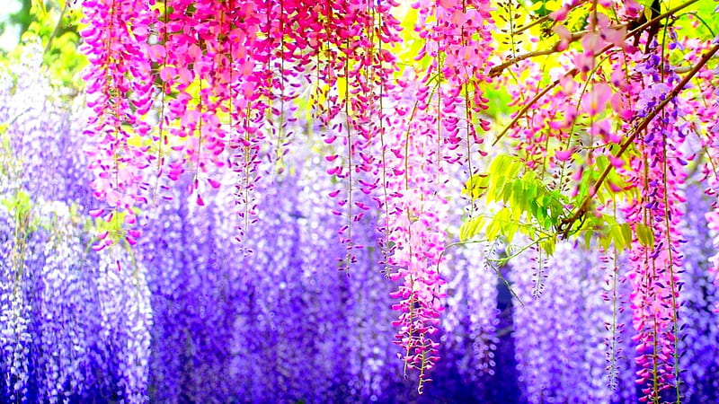 beautiful spring colours, japan, spring, colourful, wisteria, HD wallpaper