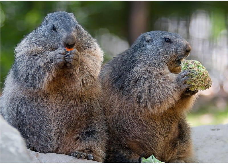 Cute Marmots, cute, cool, marmots, HD wallpaper