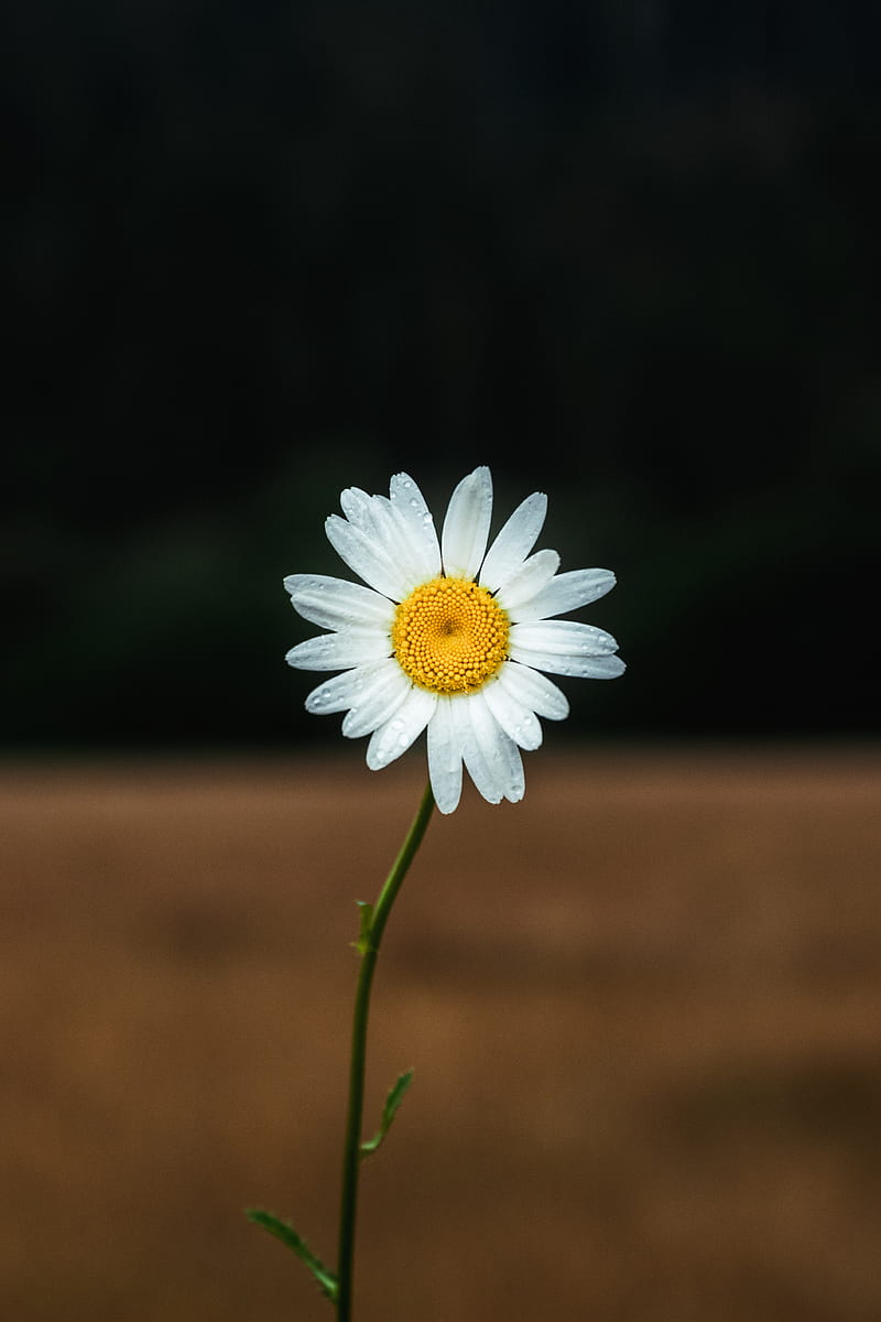 daisy, petals, flower, focus, HD phone wallpaper