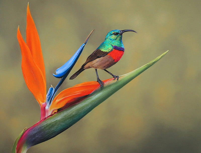 Sunbird, red, orange, pasare, strelitzia, green, bird, flower, blue, HD wallpaper