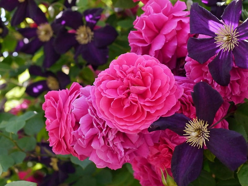 Pink Roses, plants, clematis, blossoms, garden, petals, HD wallpaper