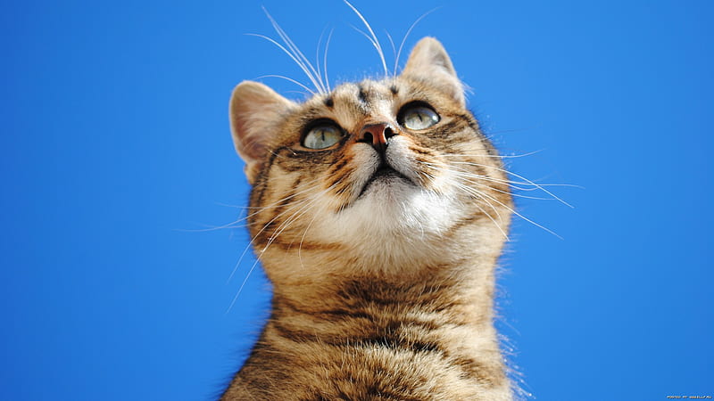 Looking up, feline, cat, kitten, animal, sweet, HD wallpaper