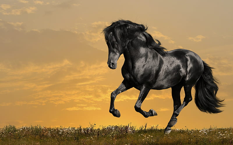 Black Beauty, pretty, sun, grass, equine, black horse, bonito, sunset, adorable, clouds, run, black horses, animal, stallion, galopping, splendor, beauty, gone, light, animals, lovely, life, wind, colors, black, sky, horse, horses, running, nature, field, HD wallpaper