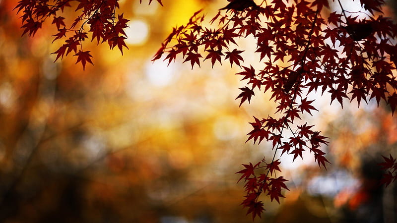 Maple Leaves, nature, leaves, HD wallpaper
