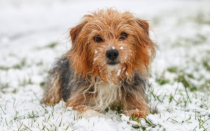Yorkshire terrier, winter, snow, curly dogs, pets, HD wallpaper