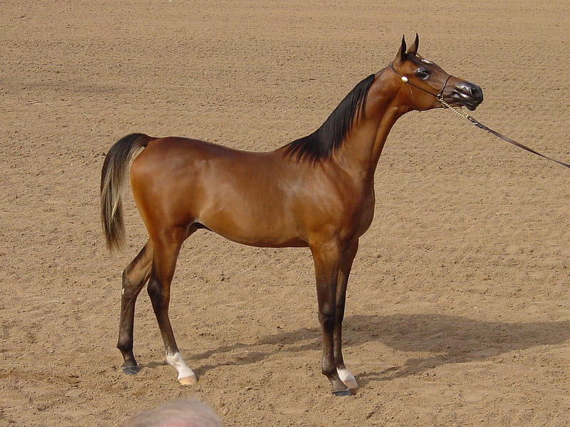 Brown Arabian, sand, arabians, ponies, nature, show horses, horses, HD wallpaper