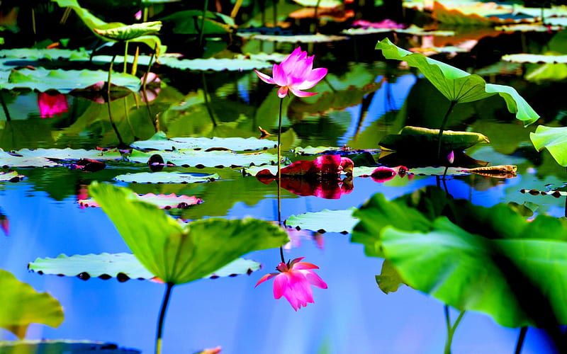 LOTUS POND, pond, water, blossom, lotus, nature, pads, HD wallpaper