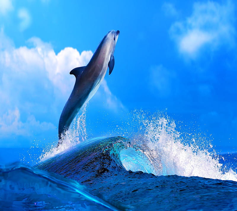 Dolphin, look, nice, HD wallpaper | Peakpx